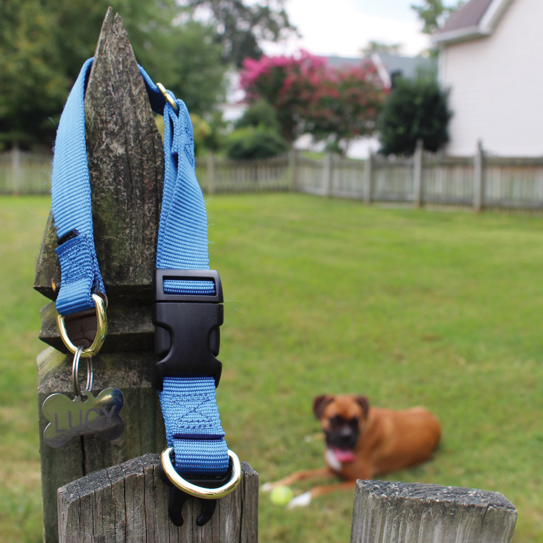 collar-on-fence-with-Boxer