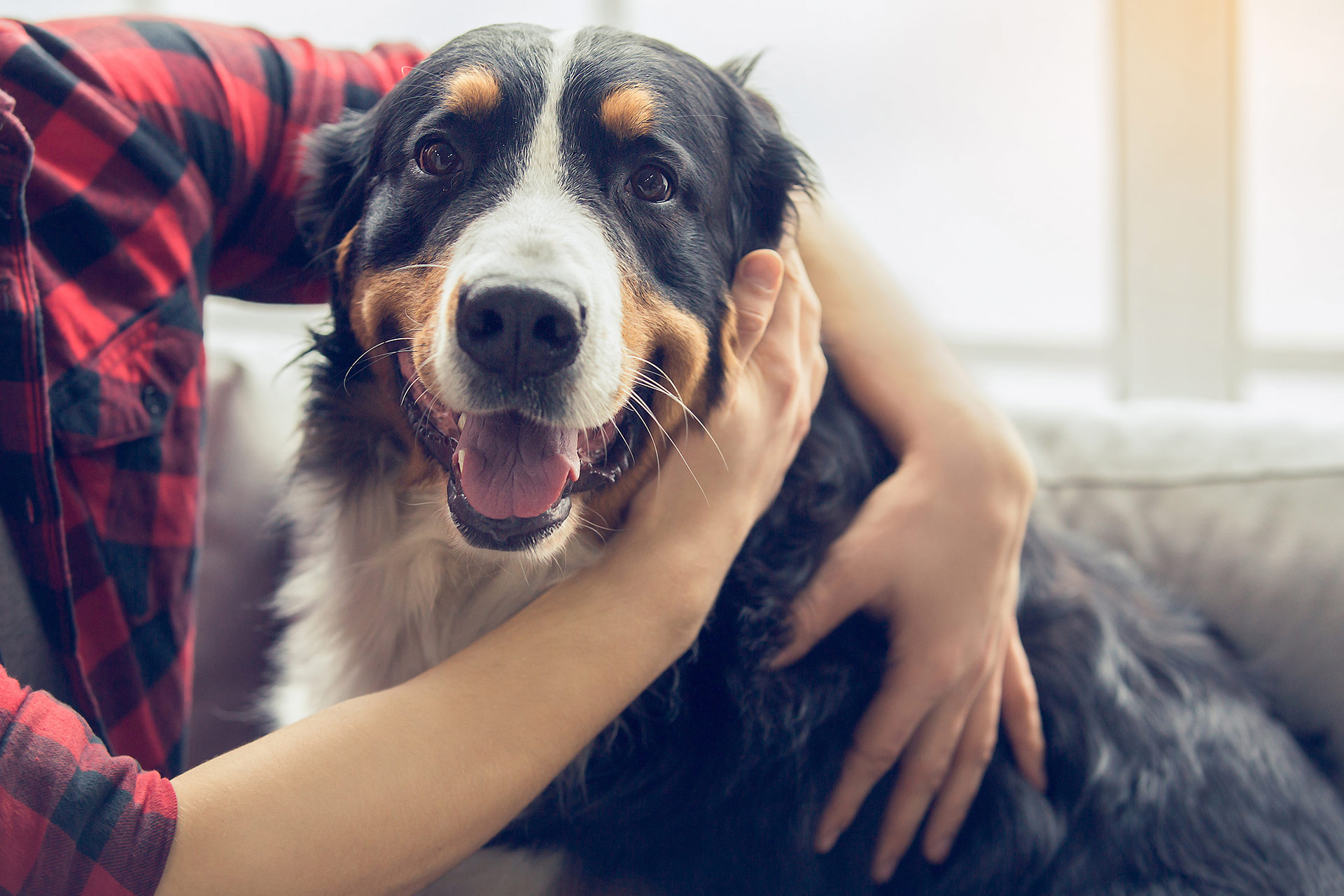 Hugging dog