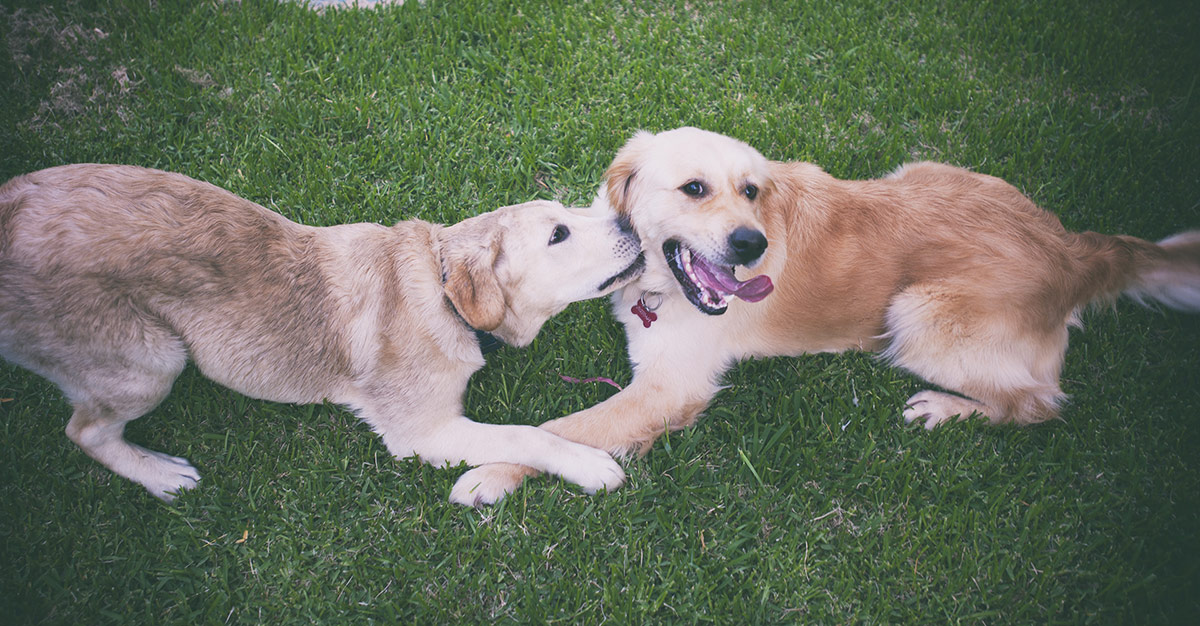 Labs biting