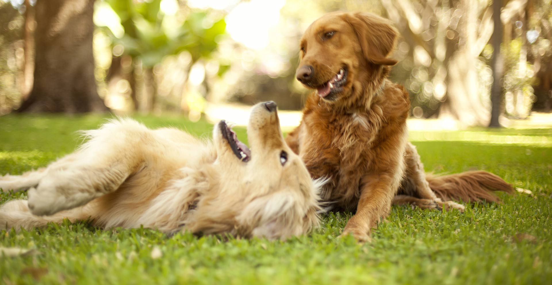 Two Labs